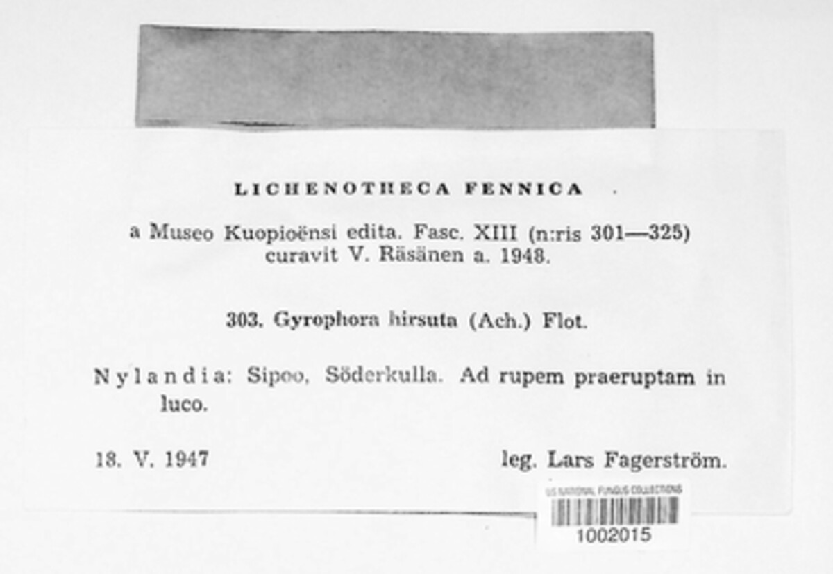 Umbilicaria hirsuta image